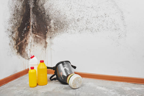 Best White Mold Remediation in Manteno, IL
