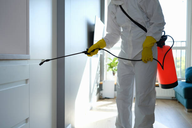 Best Residential Mold Remediation in Manteno, IL