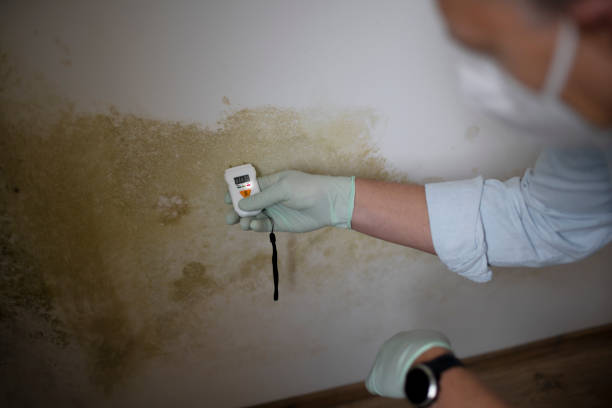 Best HVAC Mold Remediation in Manteno, IL