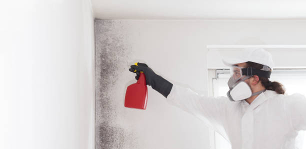 Best Residential Mold Remediation in Manteno, IL