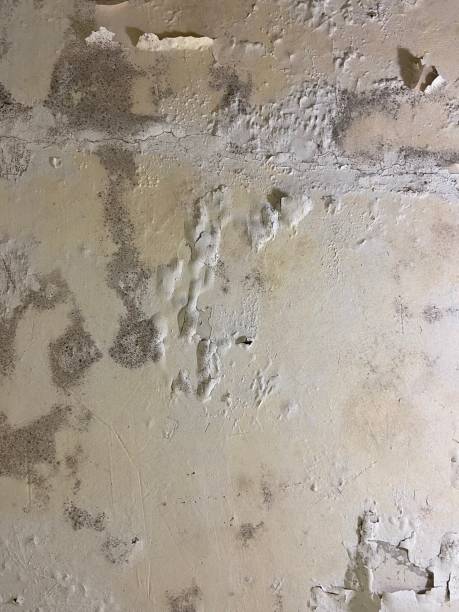 Best Crawl Space Mold Remediation in Manteno, IL
