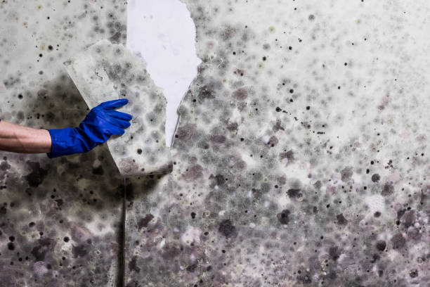 Best Basement Mold Remediation in Manteno, IL