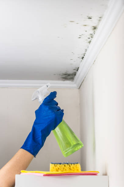Reliable Manteno, IL Mold Remediation Solutions