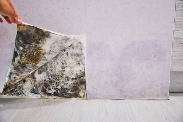 Best Health and Safety Mold Remediation in Manteno, IL